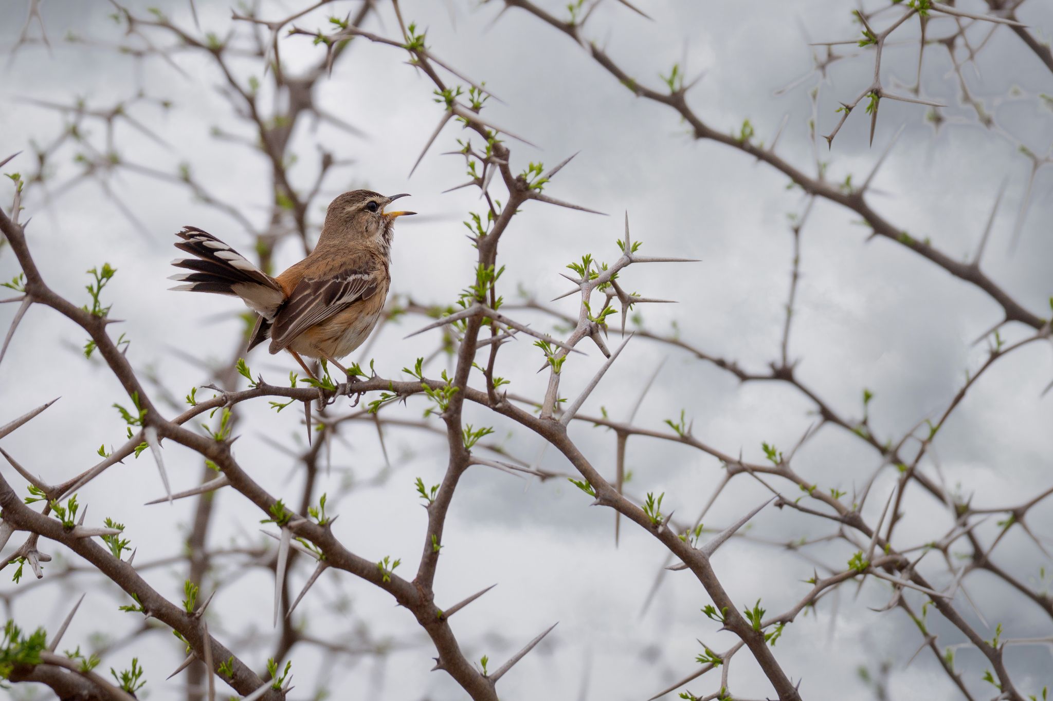 20161113 123609 Weissbrauenheckensänger